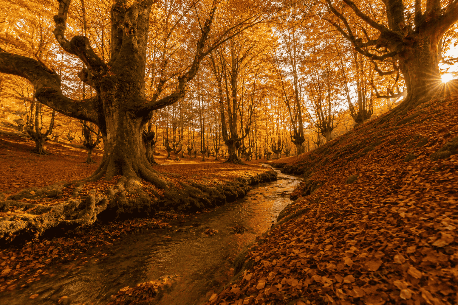 Forêt hêtres automne où randonner en automne ?