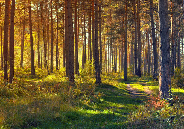 forêt sancy automne trek Où randonner en automne ?